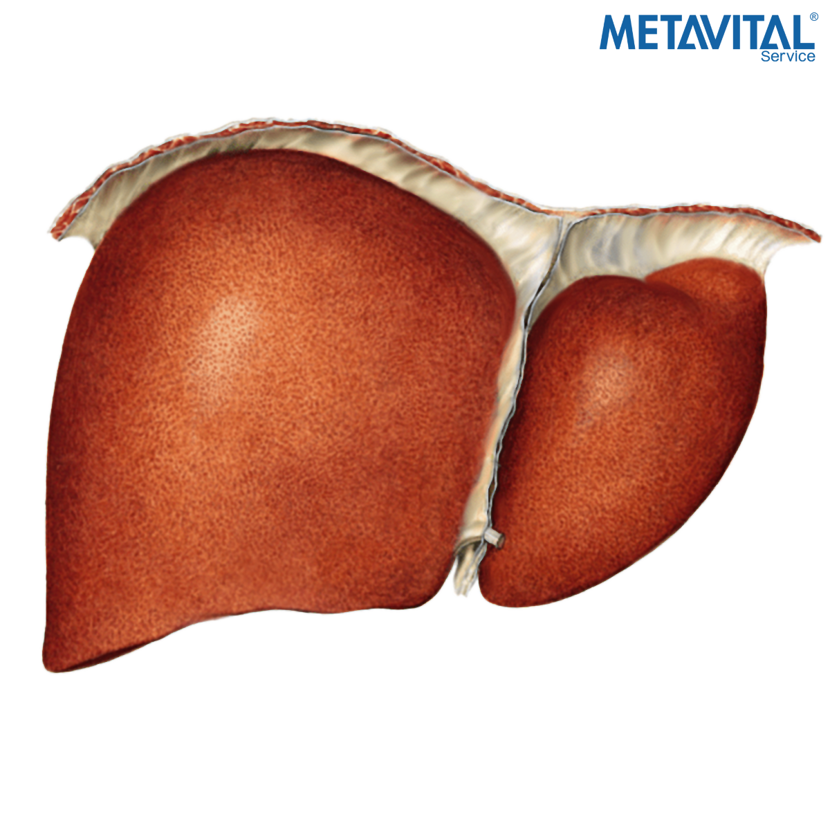 _The-liver-and-porta-hepatis